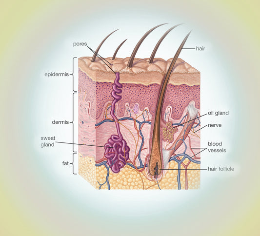 Pores: the Truth, the Myths, the Care